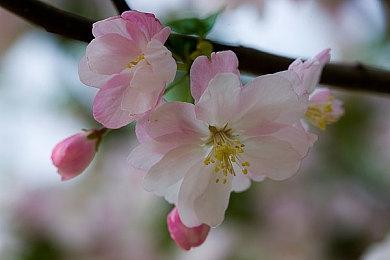 《二之国：白色圣灰的女王》今日加入XGP 《二之国2》明年登陆Xbox